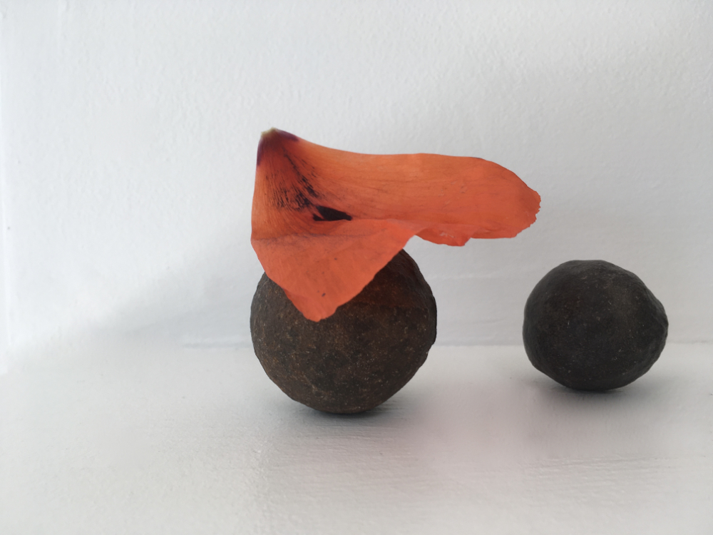 balancing poppy